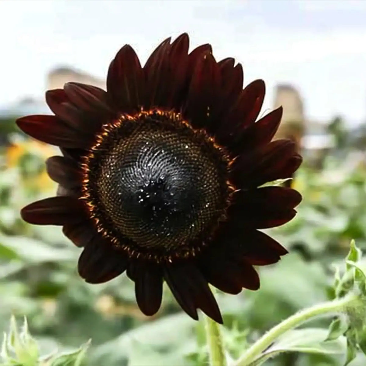 Black Swan Sunflower Seeds