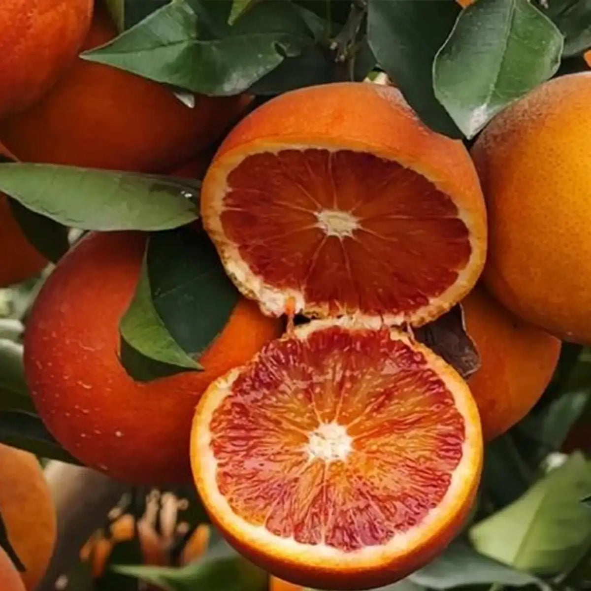 Blood Orange Tree Seeds