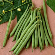 Blue Lake Superior Garden Bean Seed