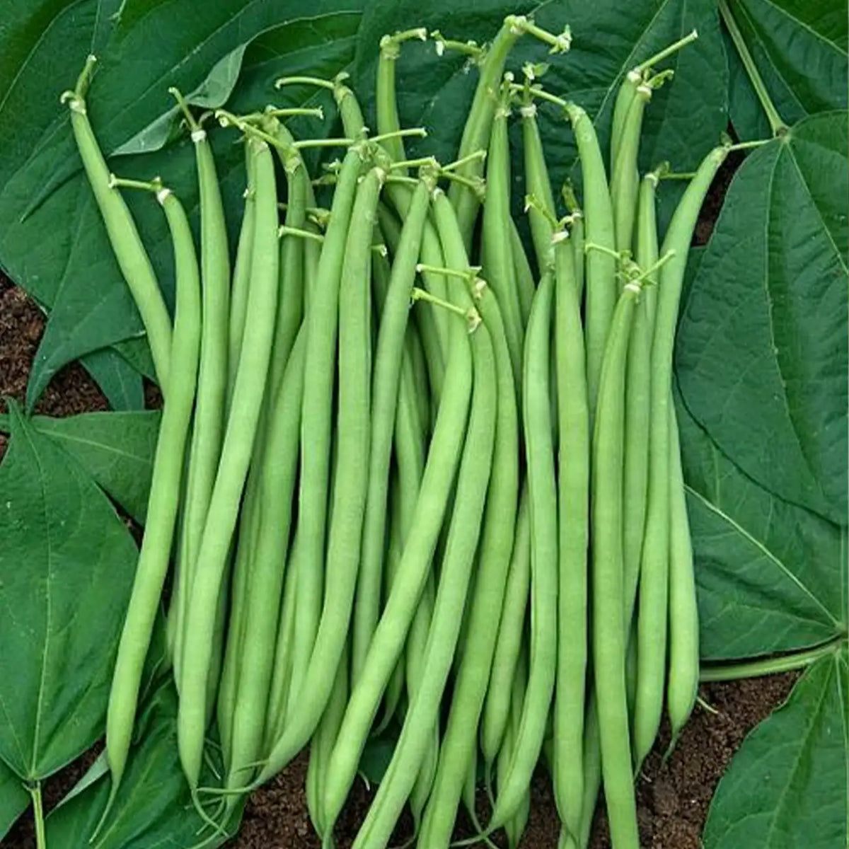Blue Lake Superior Garden Bean Seed