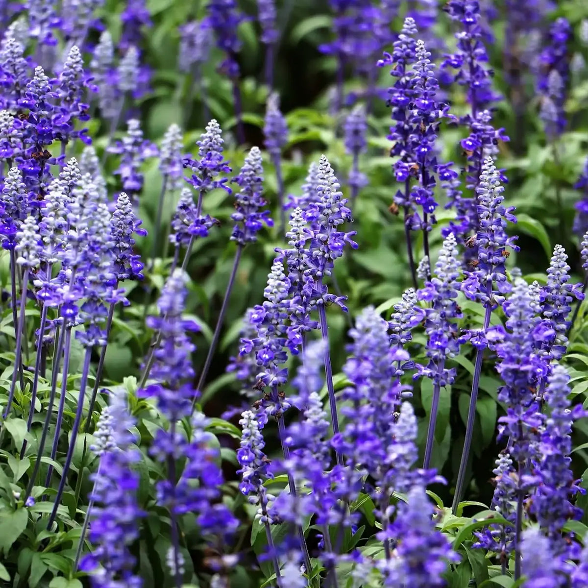 Blue Queen Salvia Seeds