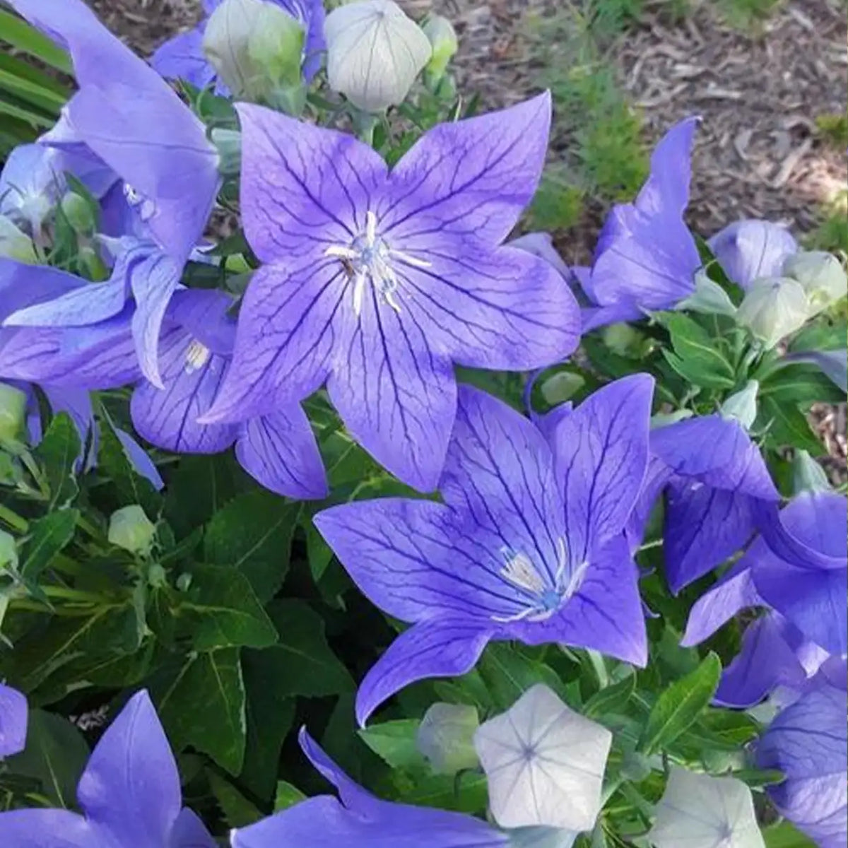 Blue Platycodon Seeds