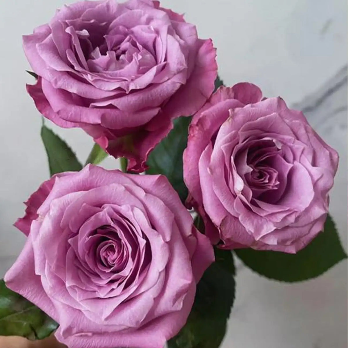 Blue Sea Rose Seeds