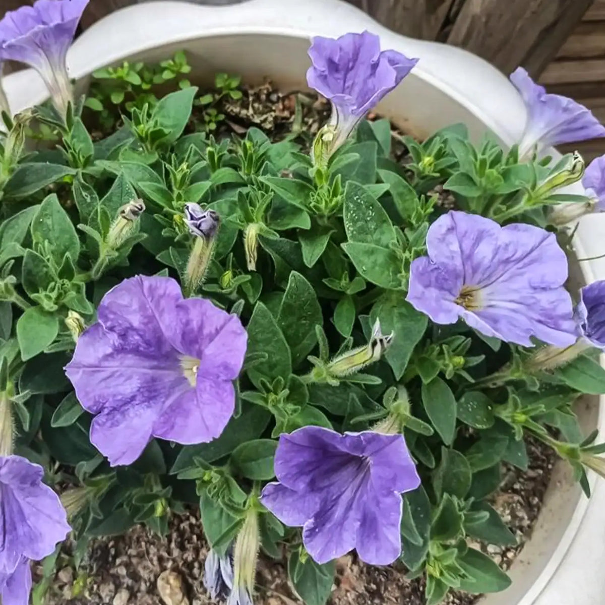 Petunia Seeds - Dusty Blue
