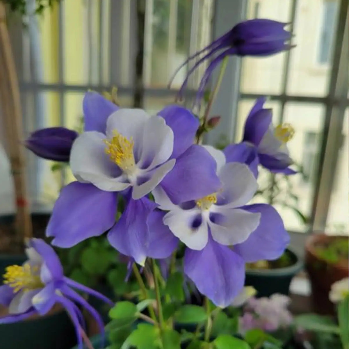 Blue & White Aquilegia Seeds