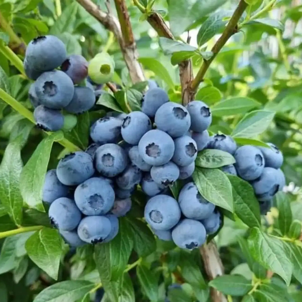 Blueberry Seeds