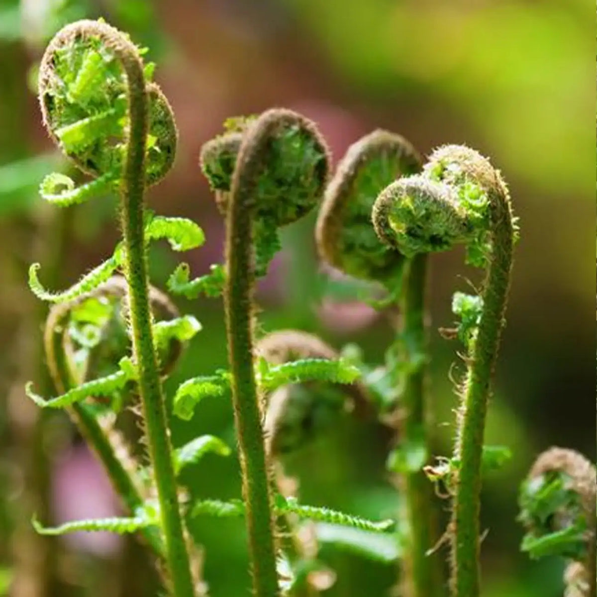 Bracken Seeds
