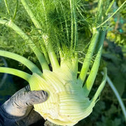 Bulbing Fennel Seeds