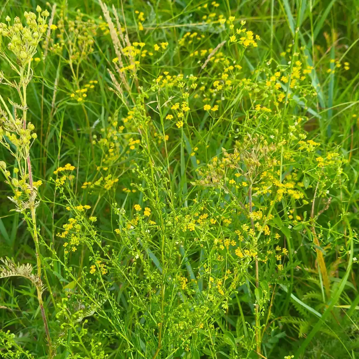 Bupleurum Seeds
