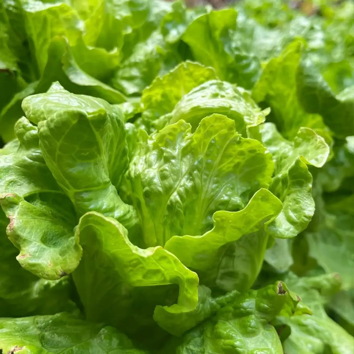 Buttercrunch Lettuce Seeds