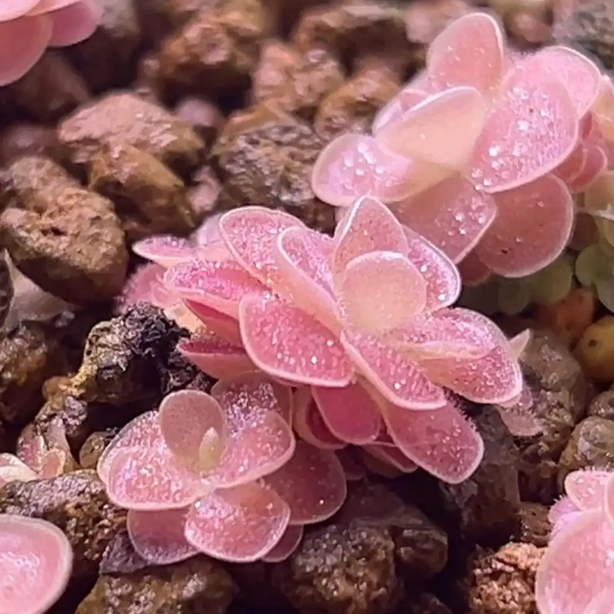 Butterwort Carnivorous Plant Seeds