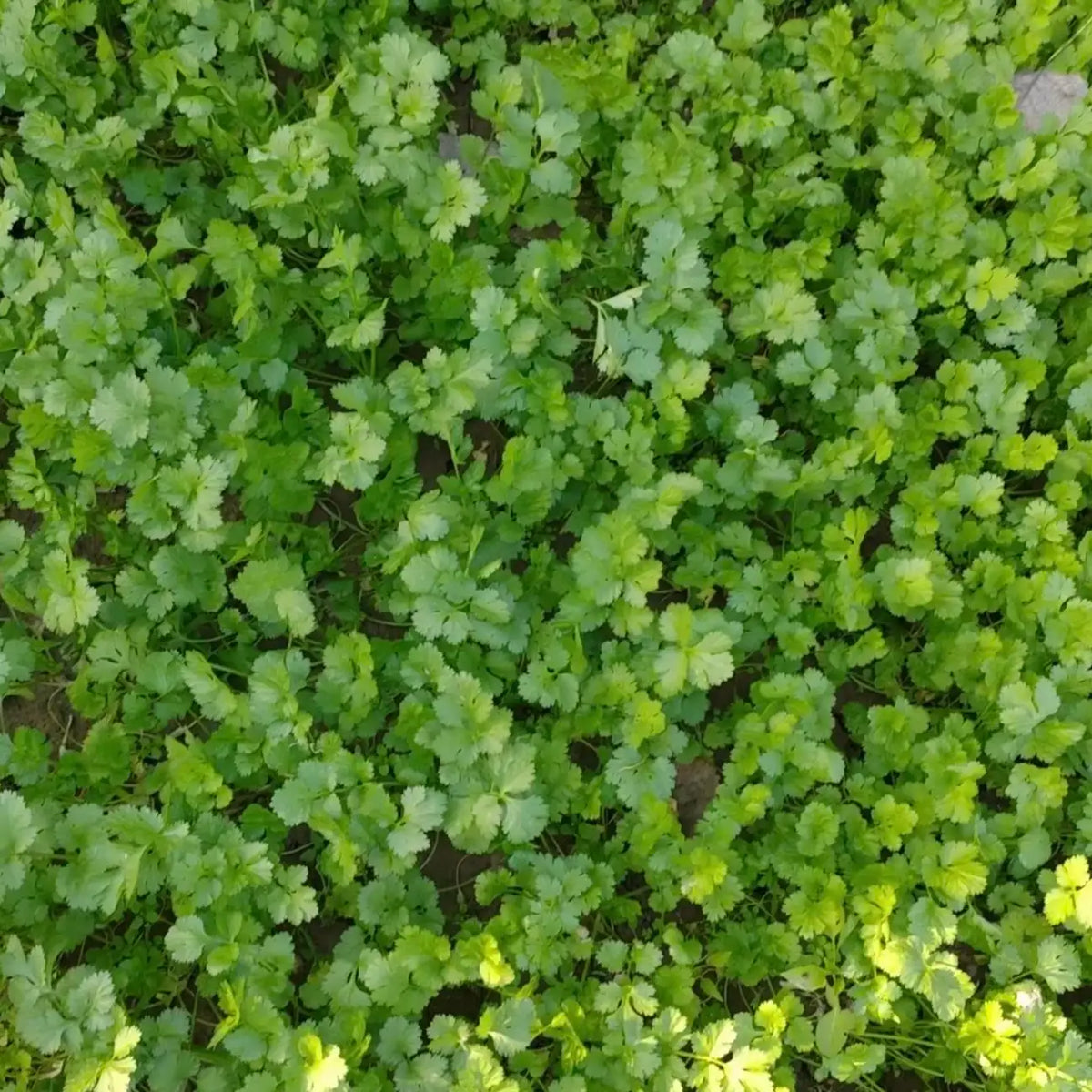 Calypso Cilantro Seeds