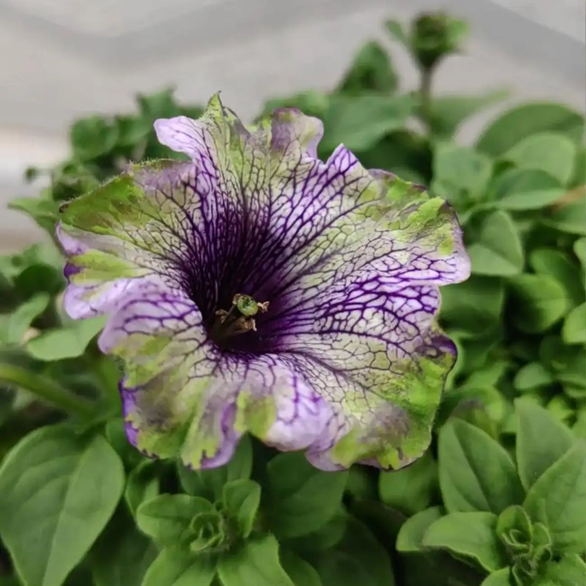 Petunia Seeds - Purple Neon