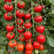 Cherry Tomatoes Seeds