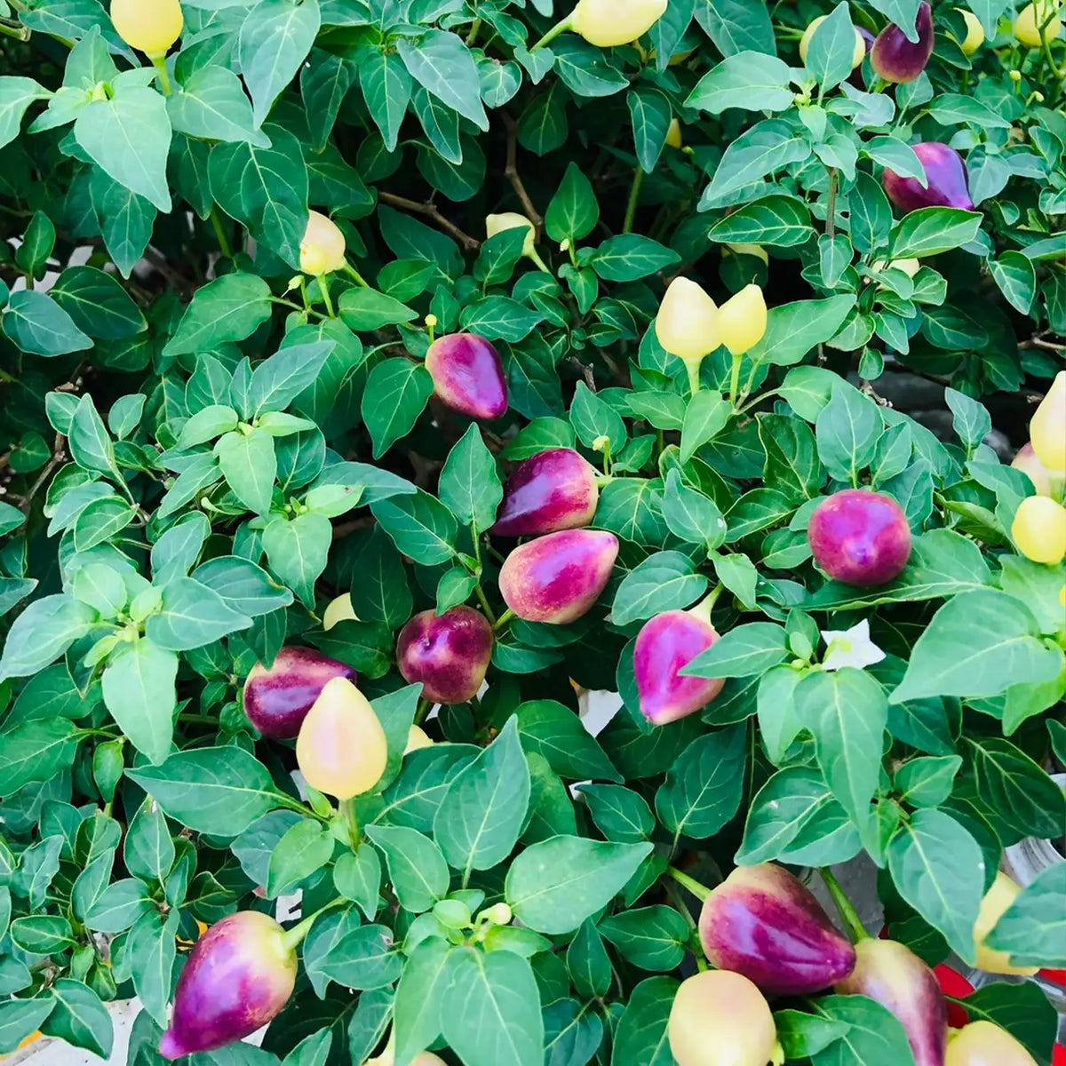 Chinese Five-Color Pepper Seeds