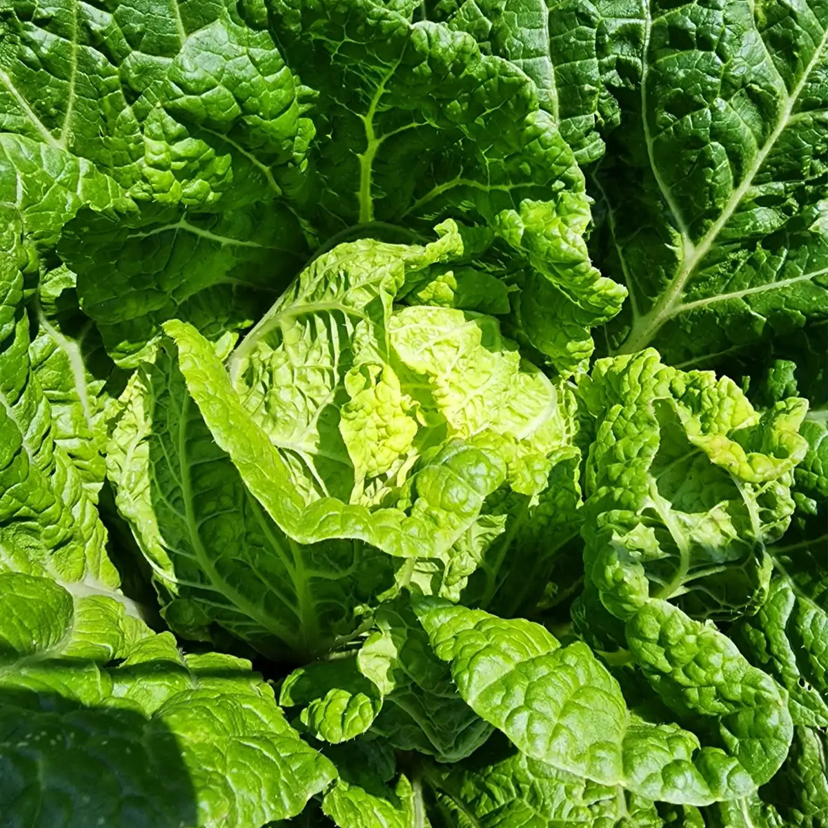 Chinese Cabbage Seeds