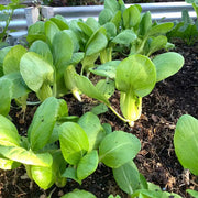 Bok Choy Seeds - Pak Choi Chinese Cabbage