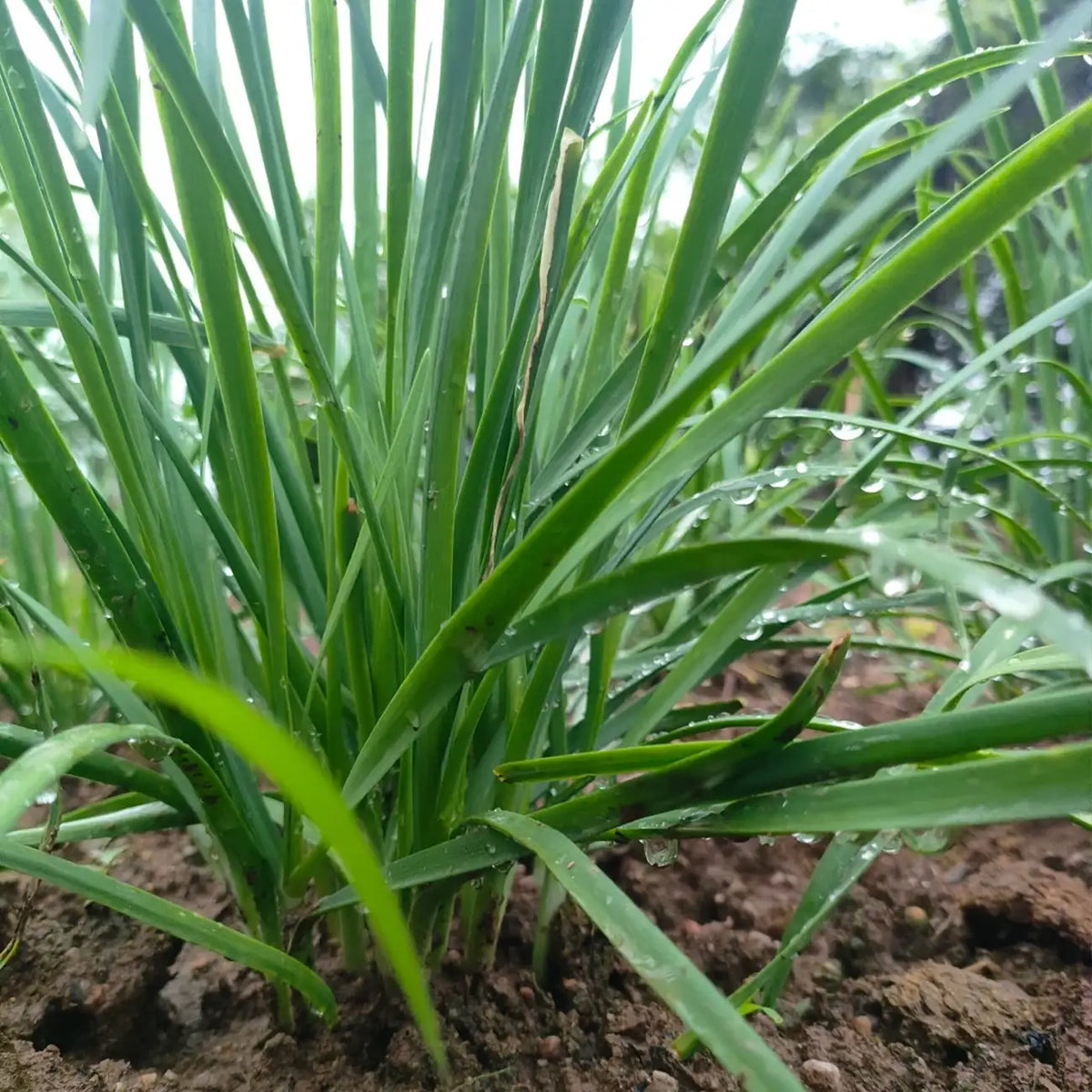Chives Seeds - Allium schoenoprasum