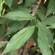 Cinnamon Treen Seeds