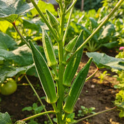 Clemson Spineless Okra Seeds
