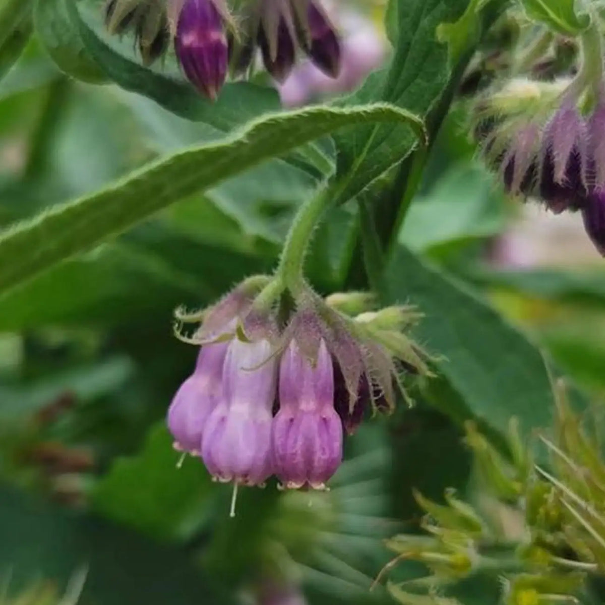 Common True Comfrey
