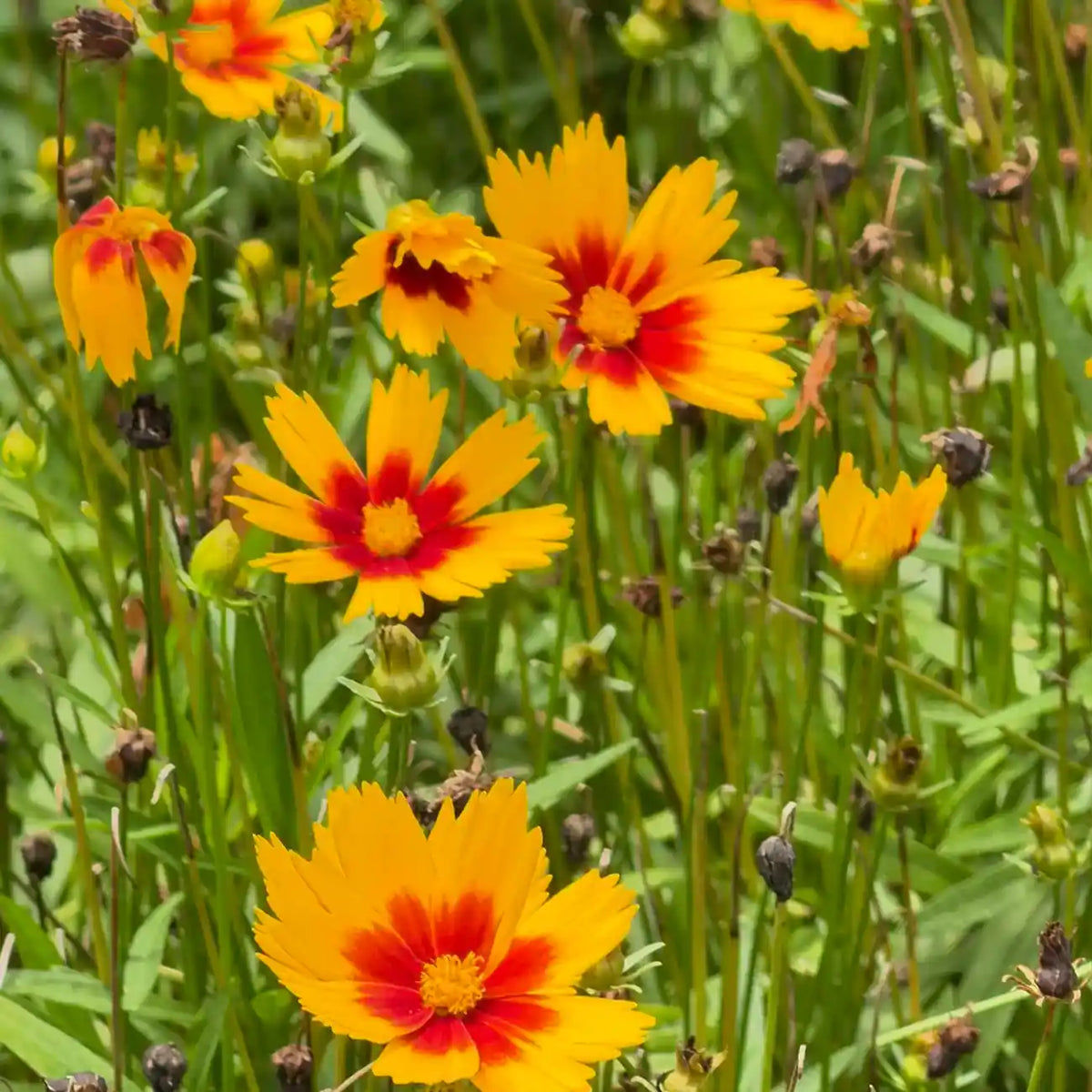 Coreopsis Seeds - Alarm Clock Yellow Red Eye
