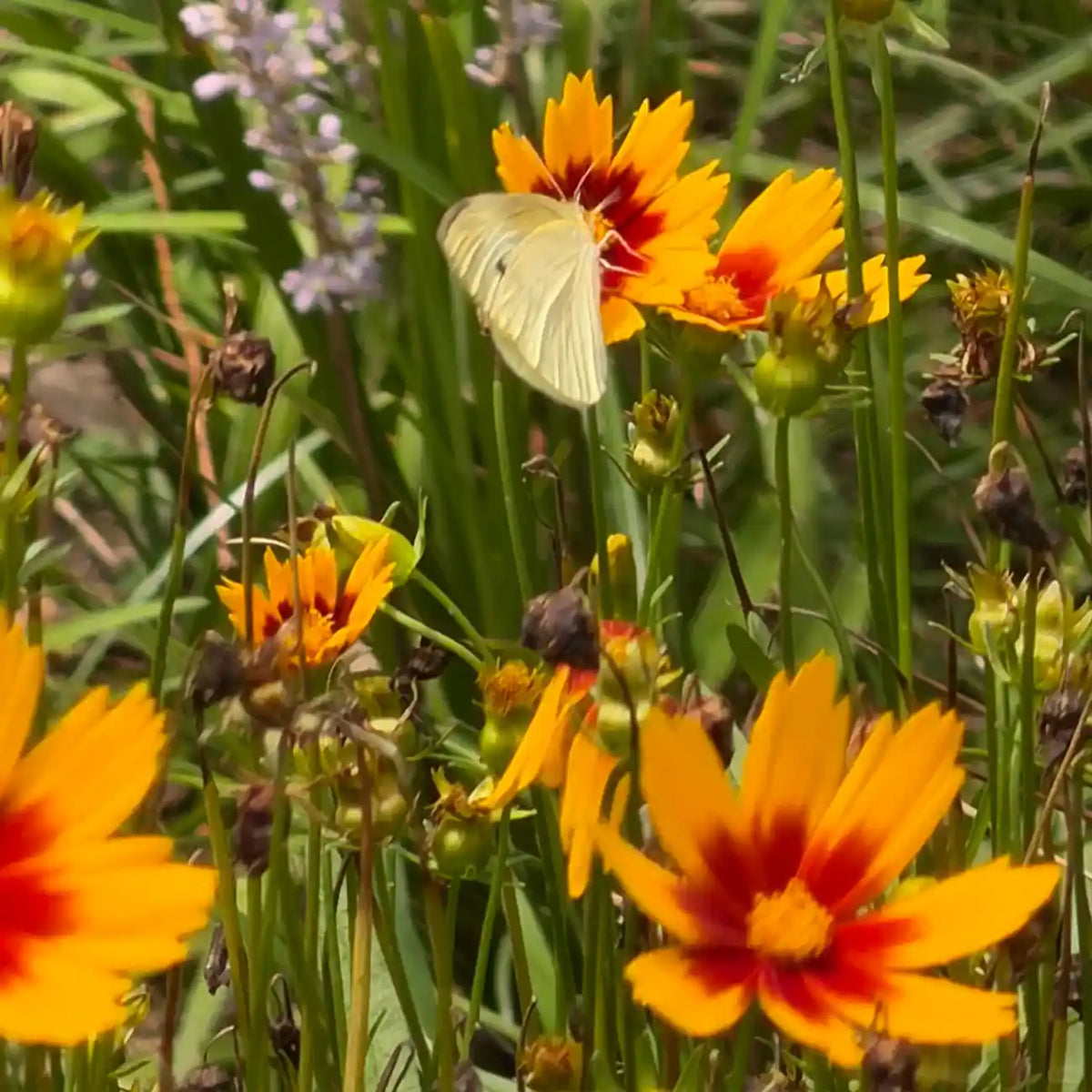 Coreopsis Seeds - Alarm Clock Yellow Red Eye