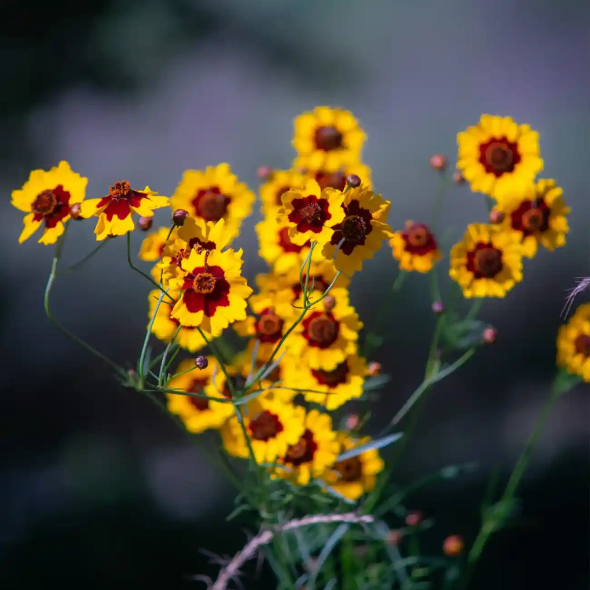 Coreopsis Seeds - Bicolor