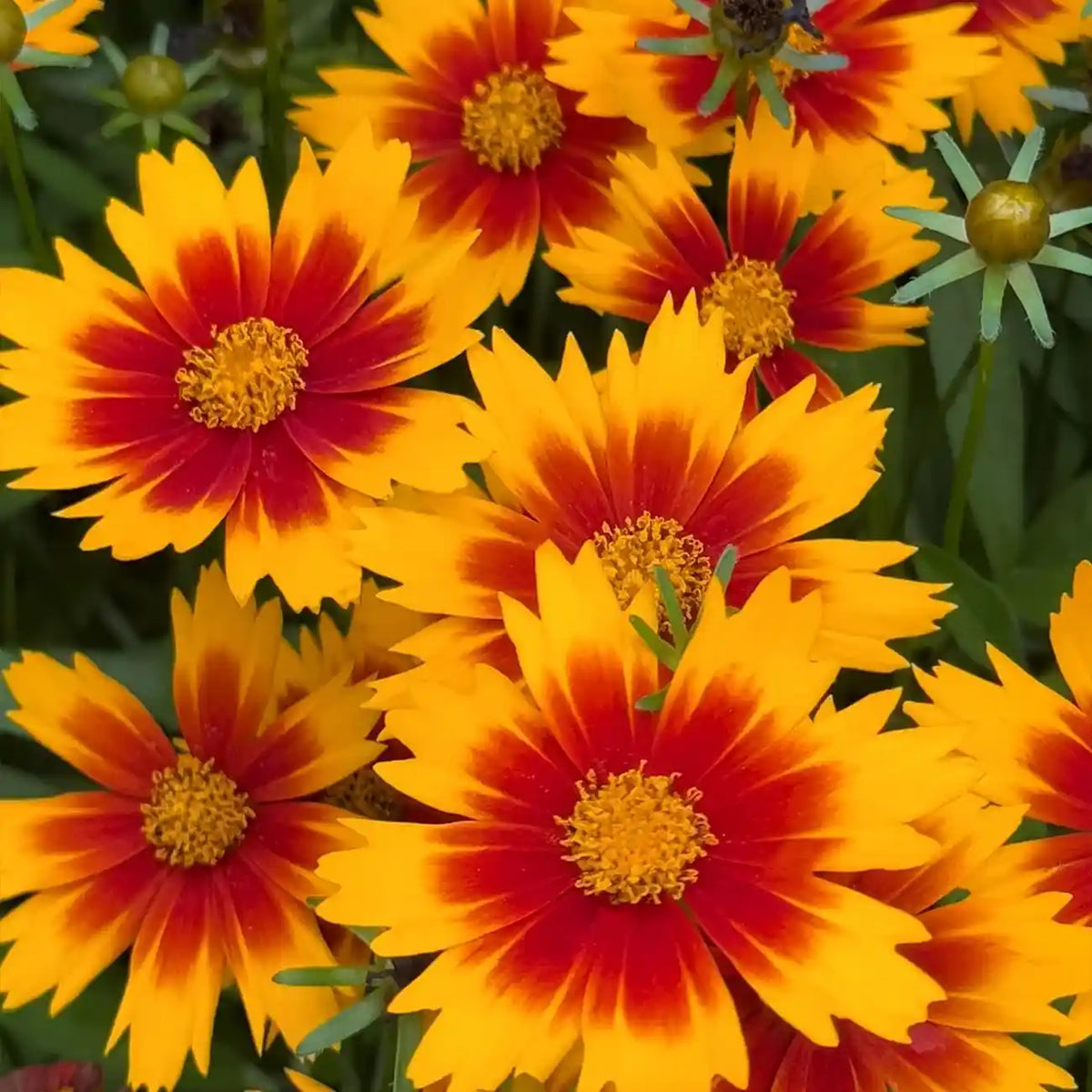 Coreopsis Seeds - Daybreak