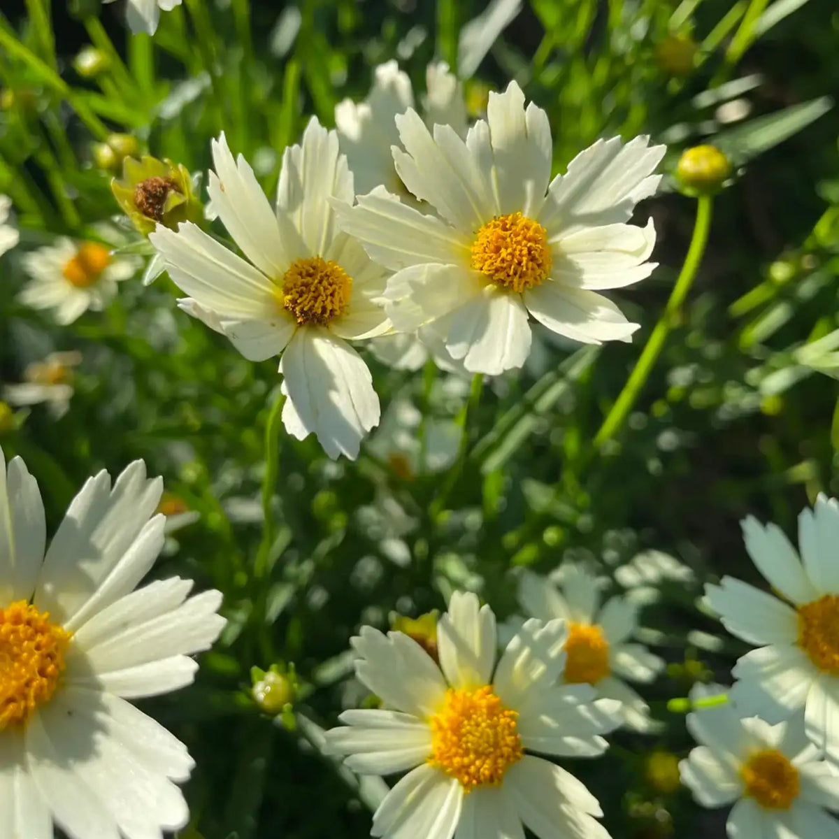 Coreopsis Seeds - Nebula