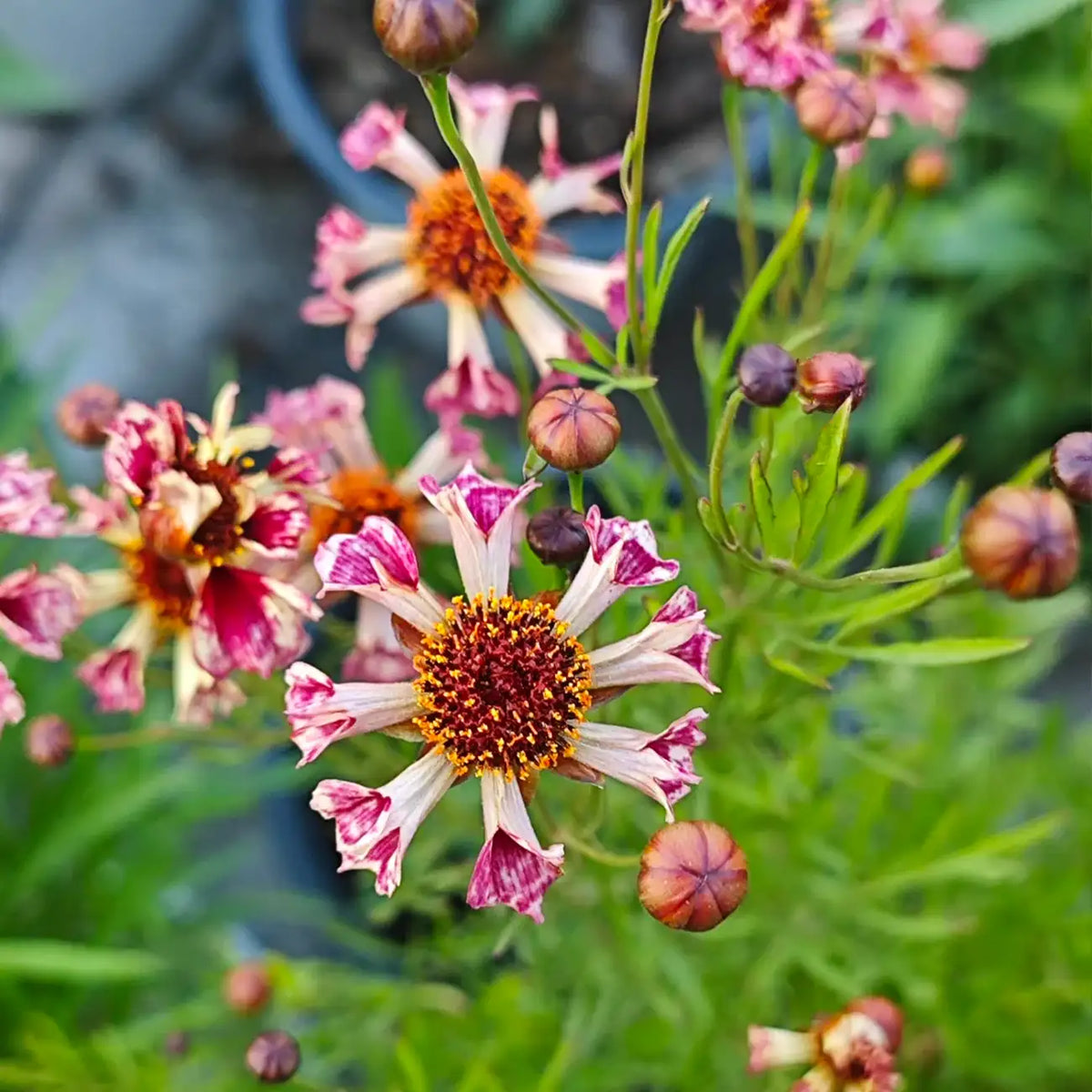 Coreopsis Seeds - Sea Shells Mix