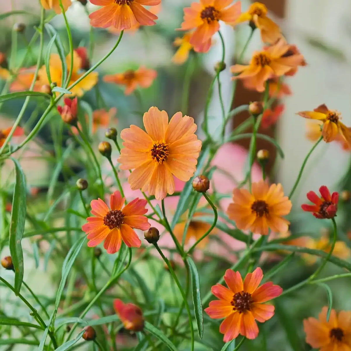 Coreopsis Seeds - Sunset Eve
