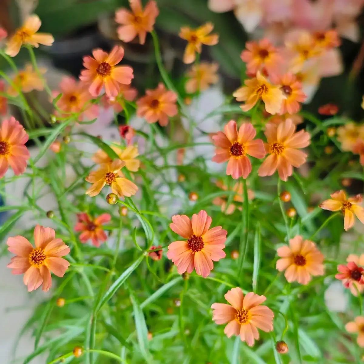Coreopsis Seeds - Sunset Eve
