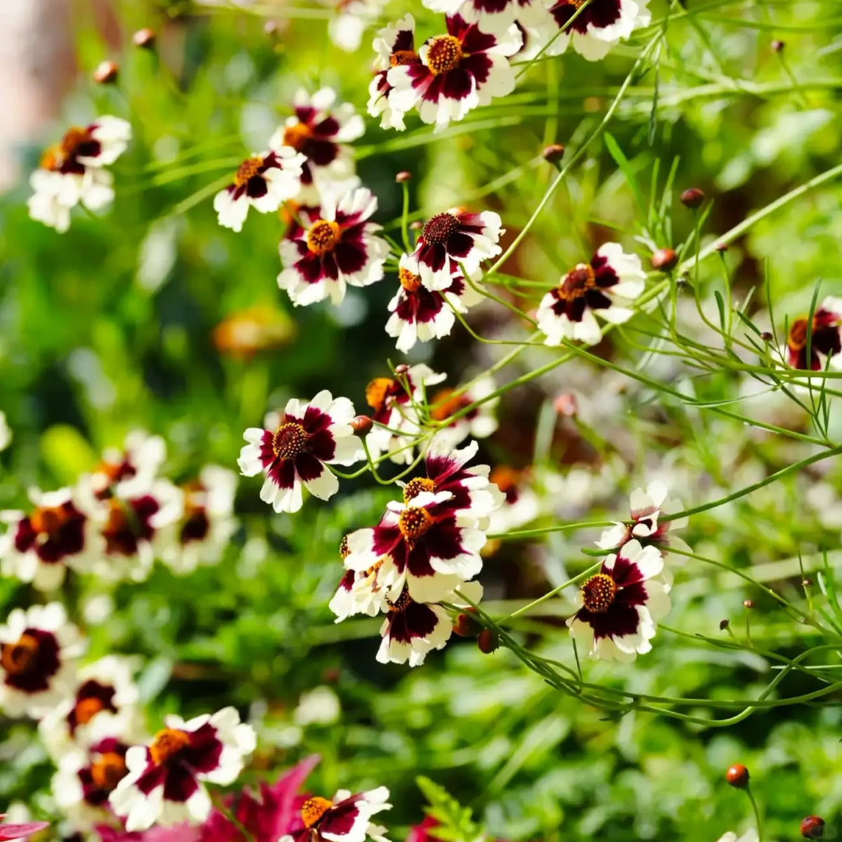 Coreopsis Seeds - Whirligig