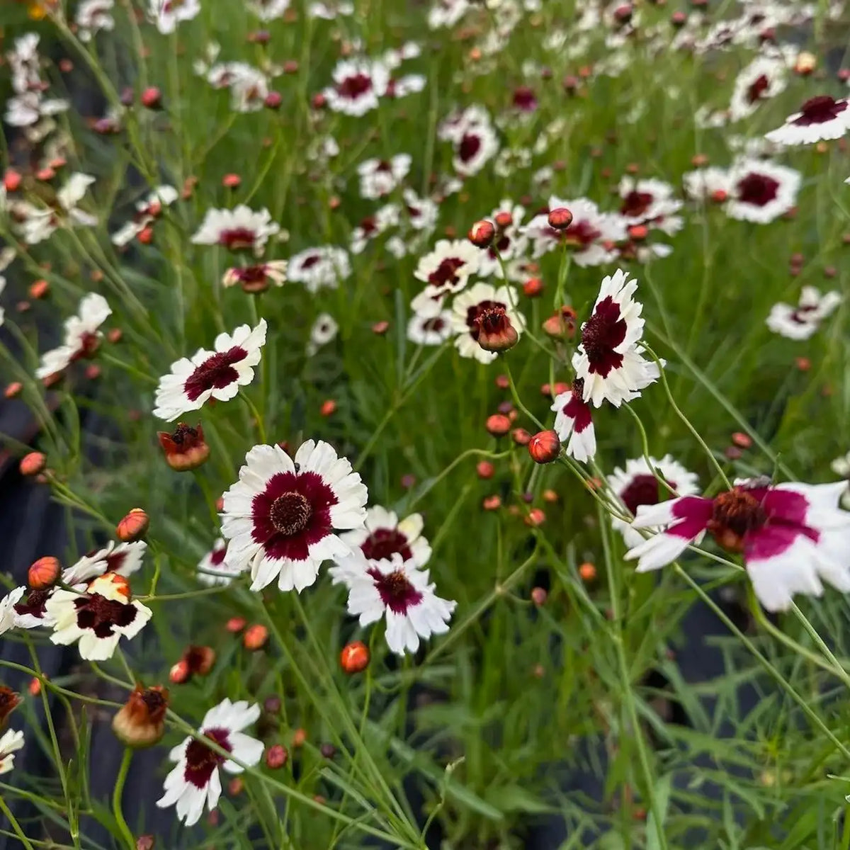 Coreopsis Seeds - Whirligig