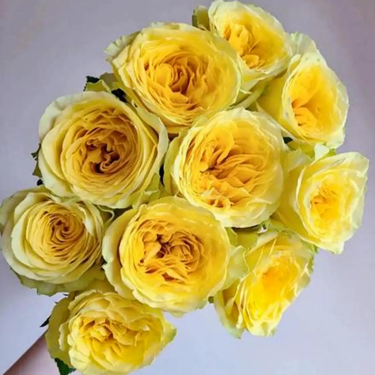 Cream Cup Rose Seed