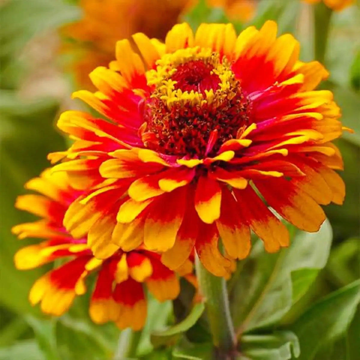 Crouching Tiger Zinnia Seeds