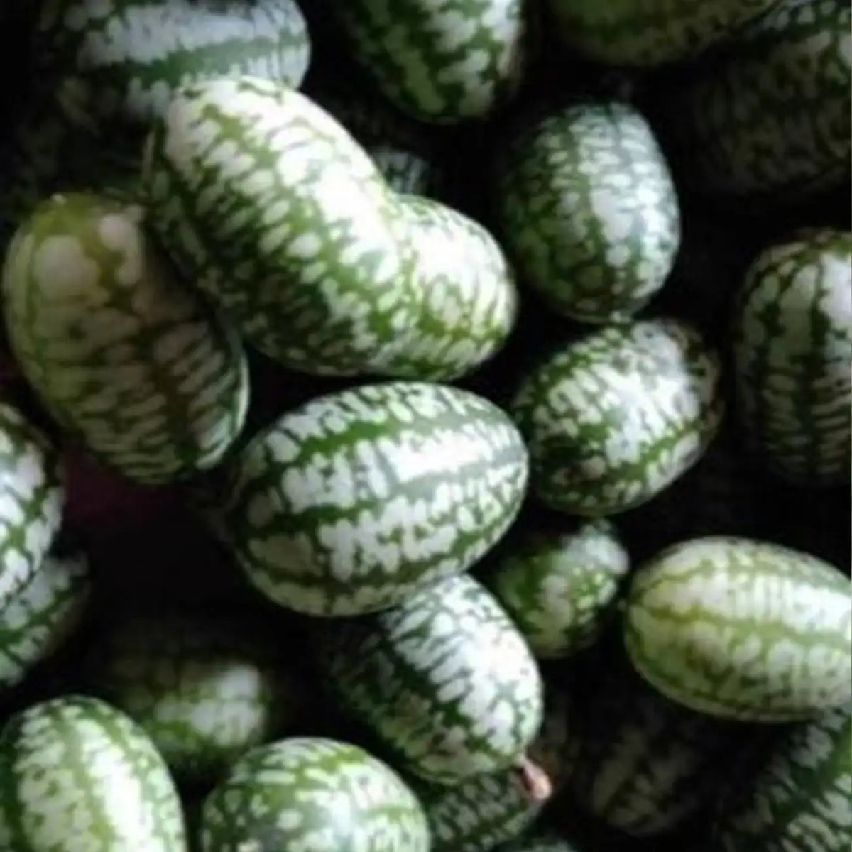 Cucamelon Mexican Sour Gherkin Seeds