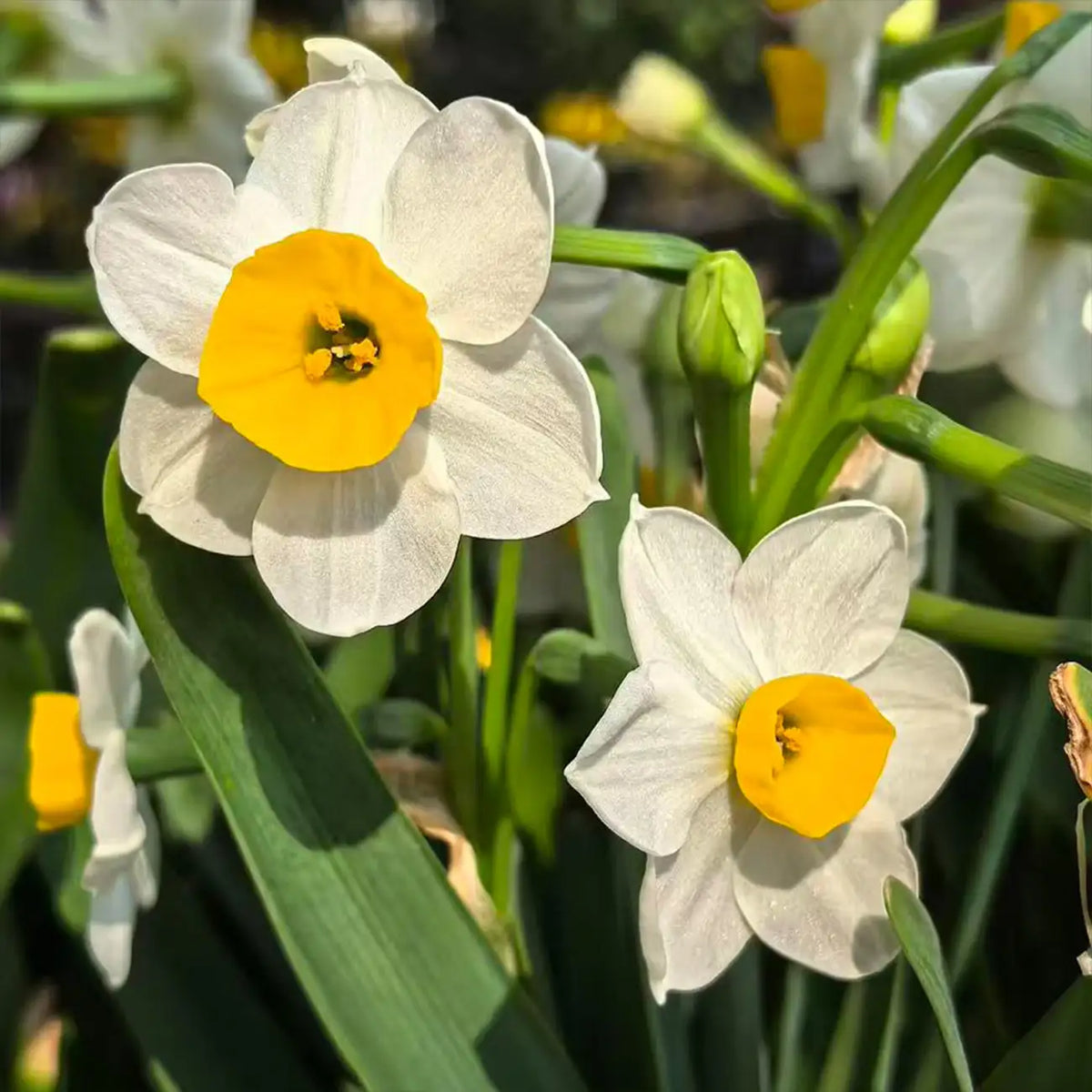Daffodils Seeds - White Trumpet