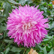 Dahlias Seeds-Fuchsia Burst