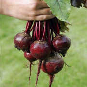 Detroit Dark Red Beet Seeds
