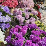 Double Cascade Mix Hybrid Double Petunia