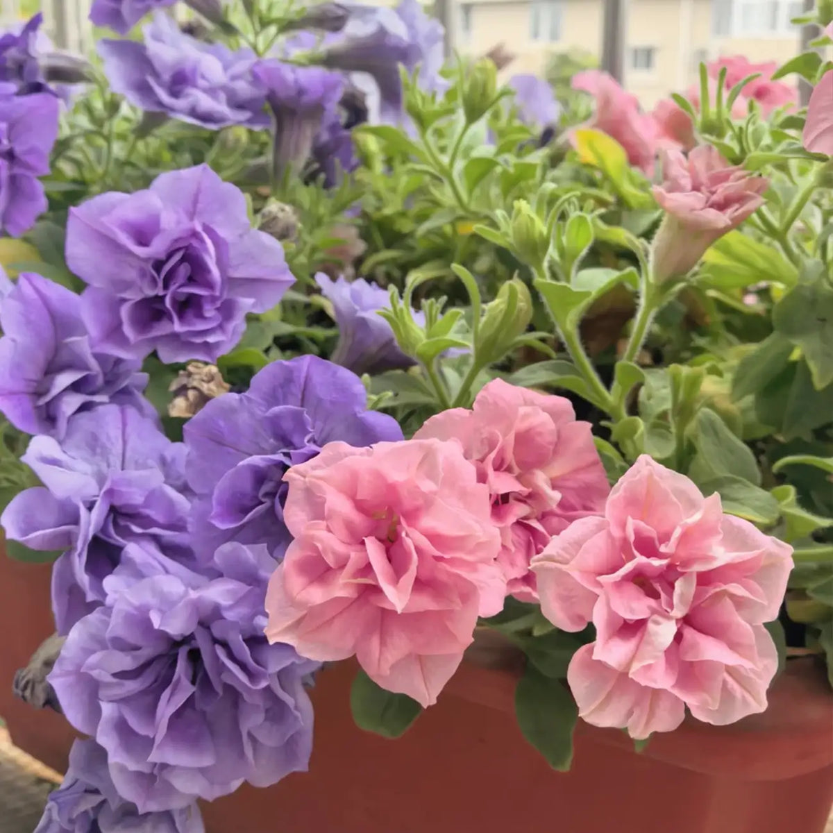 Double Cascade Mix Hybrid Double Petunia