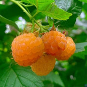 Double Gold Yellow Raspberry Seeds - Sweet & Hardy