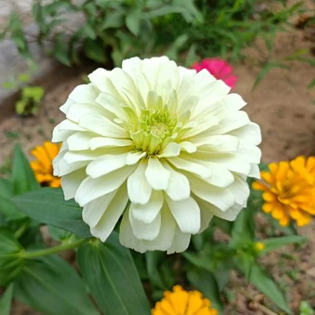 Double Zinnias Seeds-Snow White