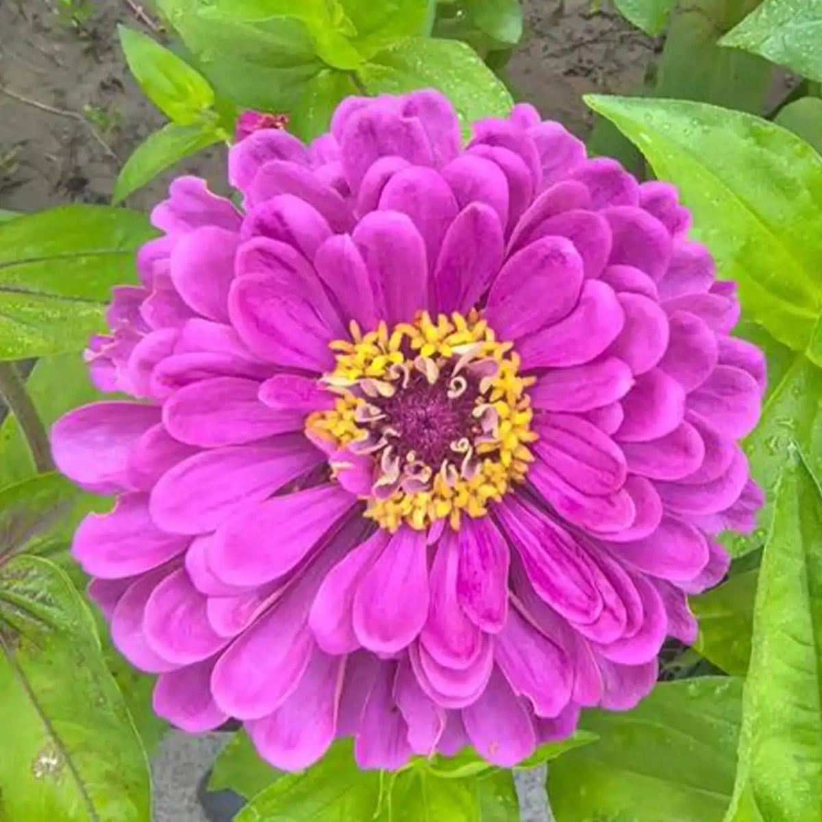 Double Zinnias Seeds-Vibrant Magenta