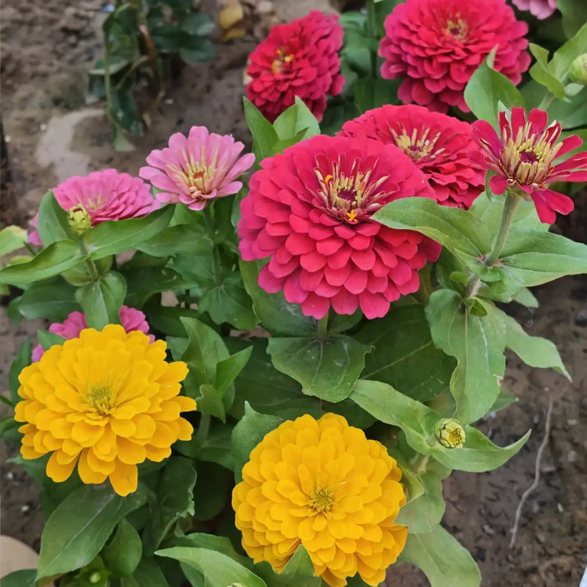 DreamlandTM Mix Hybrid Zinnia Seeds