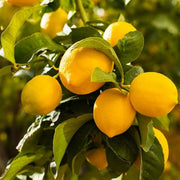 Dwarf Lemon Bonsai Tree Seeds