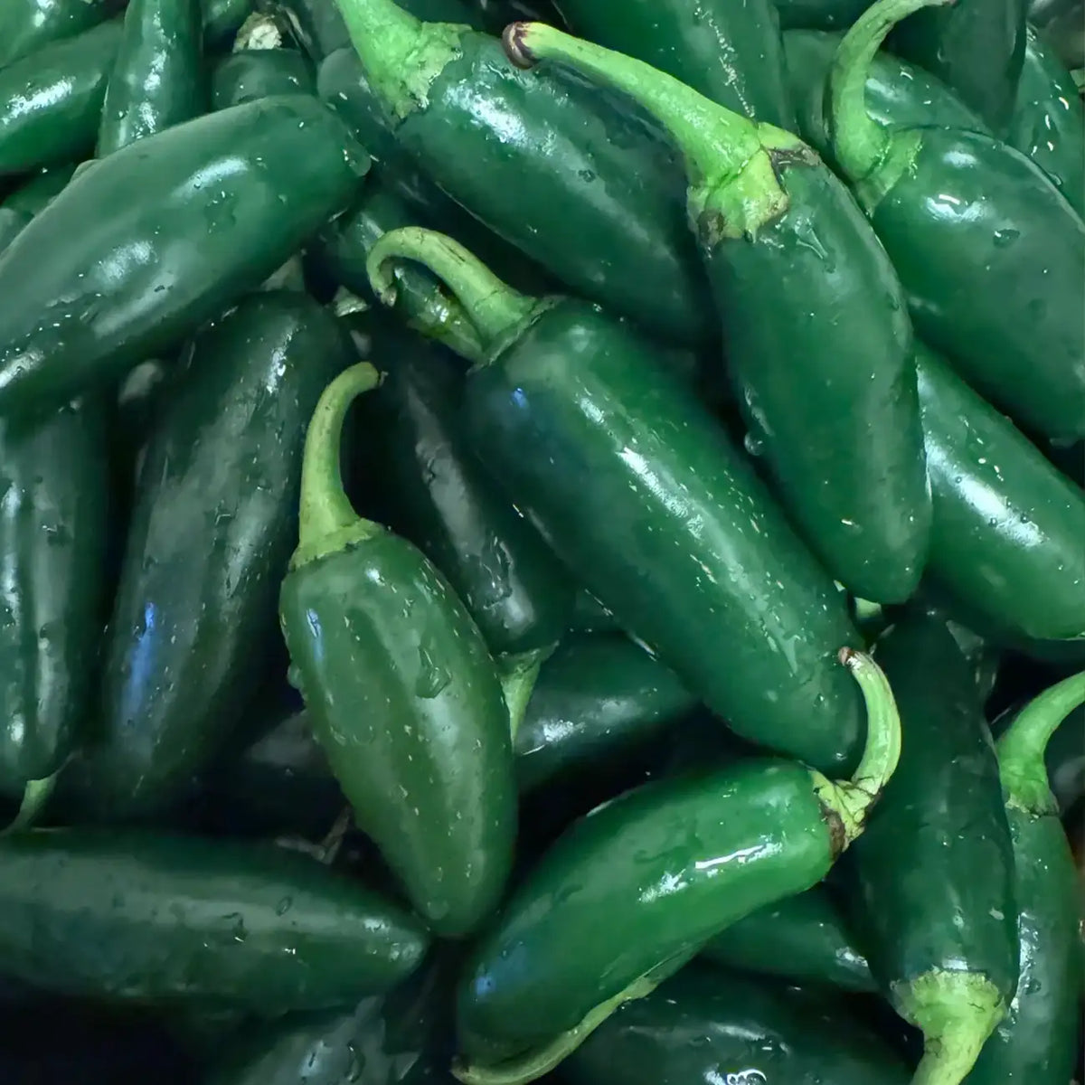 Early Jalaperio Organic Pepper Seeds
