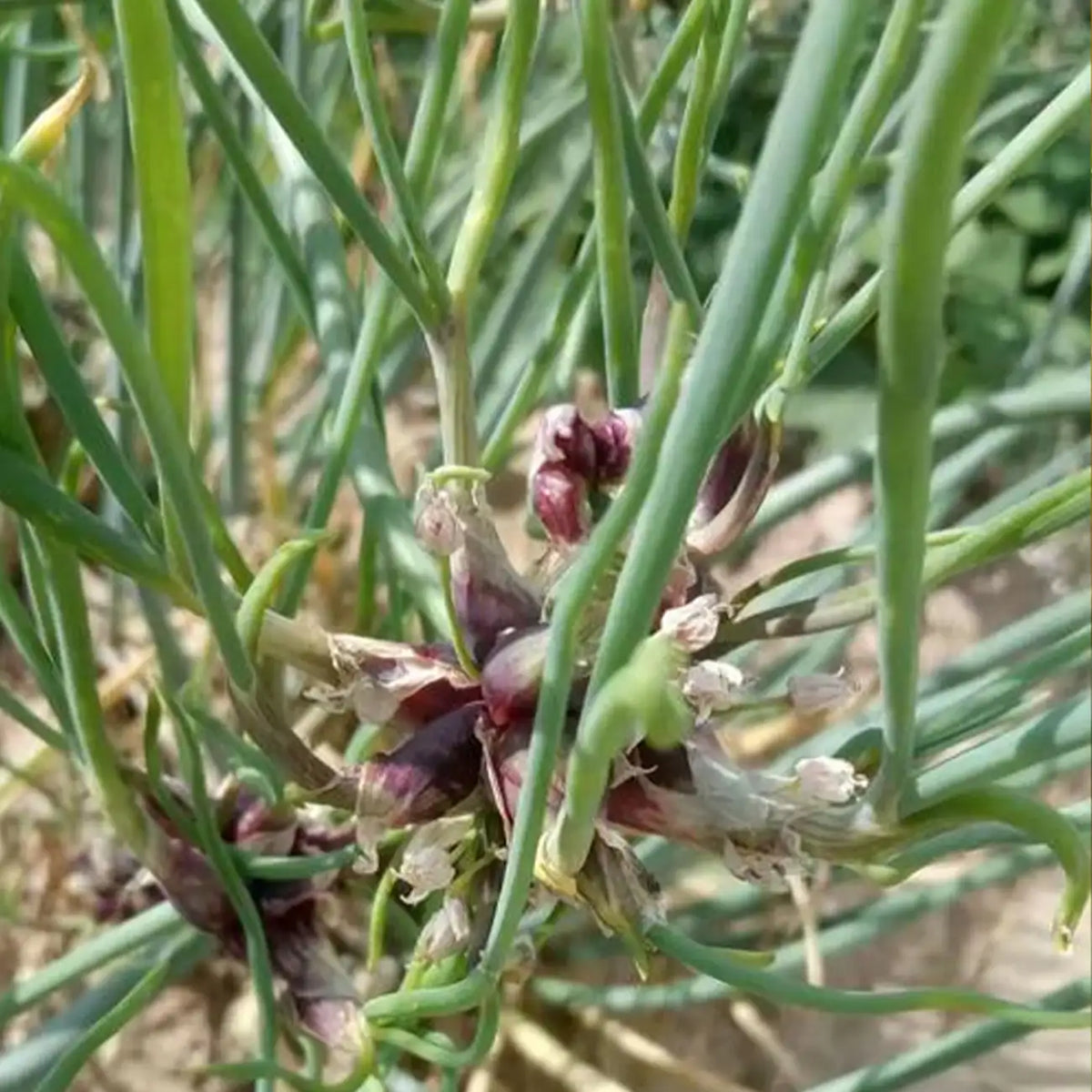 Egyptian Onion Seeds